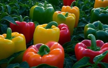 5 راهکار طلایی برای کشت بهتر فلفل دلمه ای